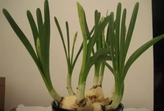 怎么養(yǎng)好水仙花?水仙花怎么養(yǎng)